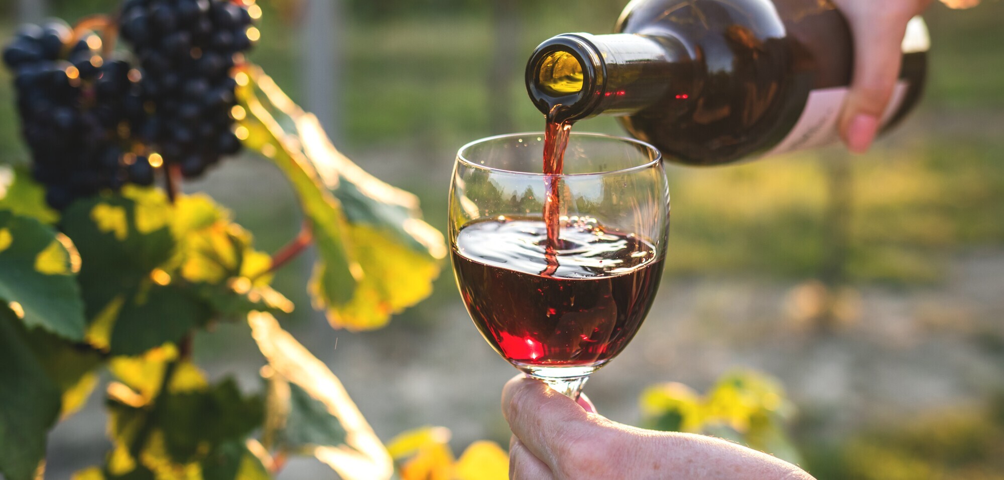 capa_festa_vinha_vinho